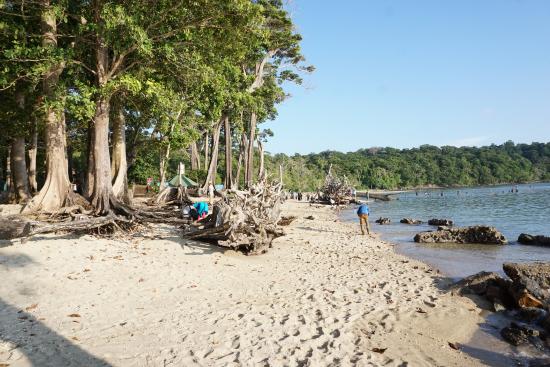 chidiya-tapu-Beach- Hotel Runway Inn